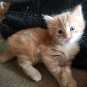 Meet your Posher, Amber